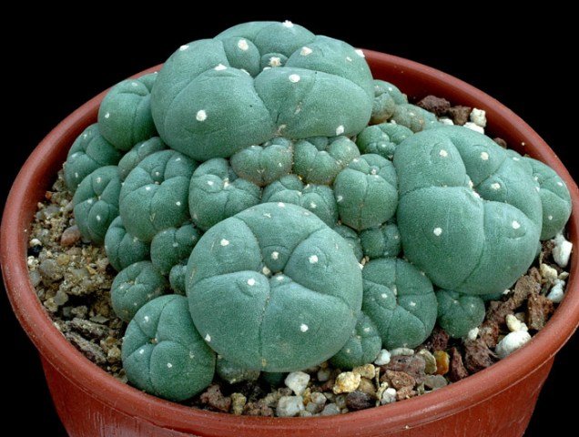 Lophophora_williamsii_6